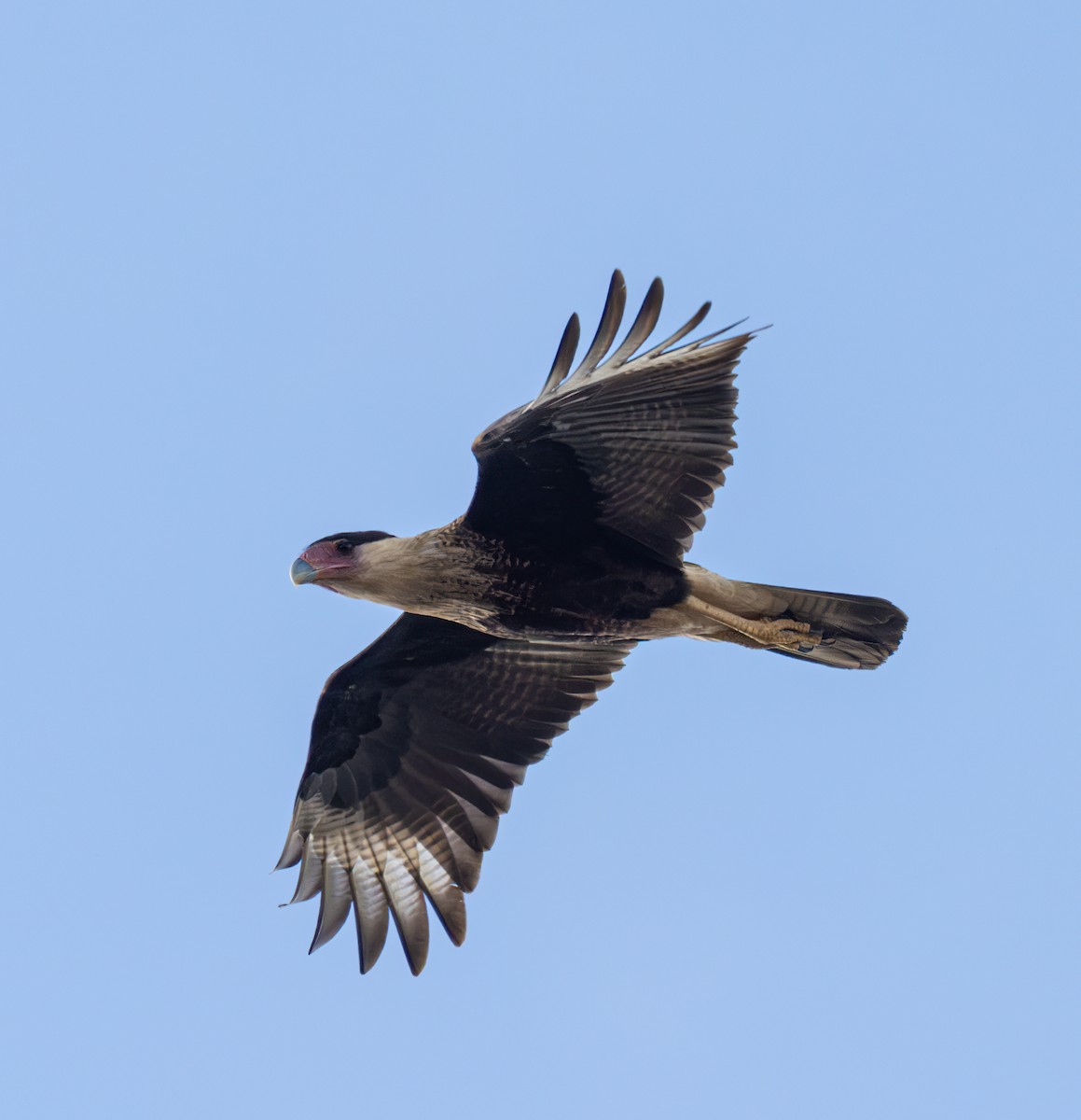 Crested Caracara - ML614803064