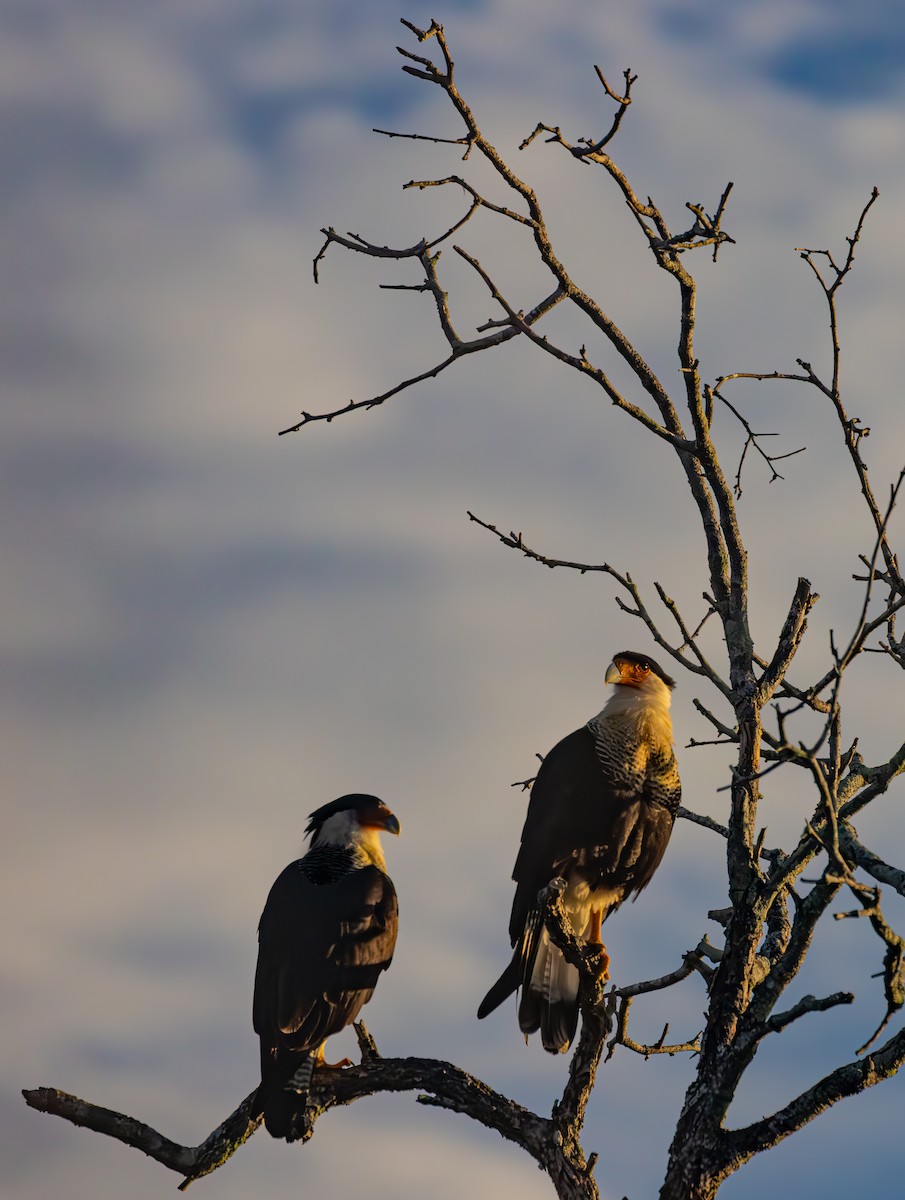 Caracara huppé - ML614803065