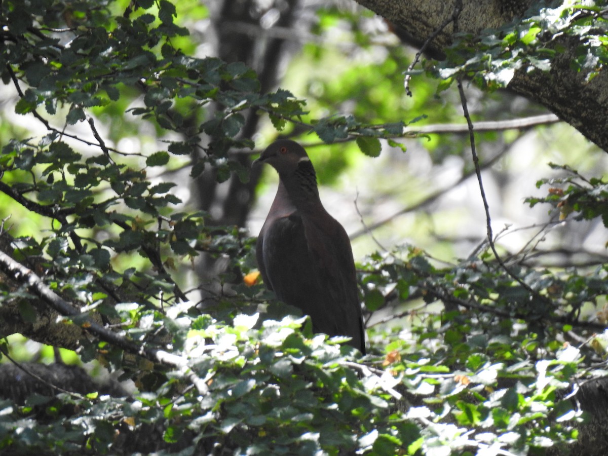 Chilean Pigeon - ML614803083