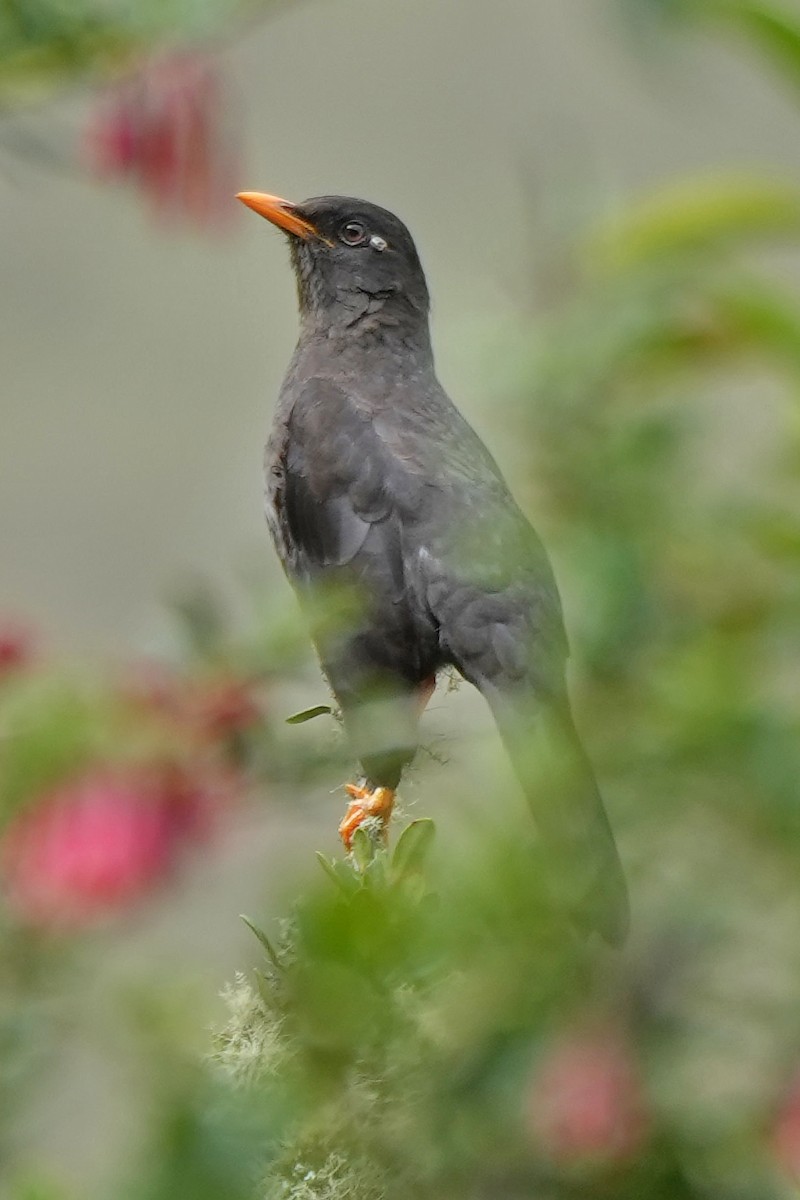 Great Thrush - ML614803114