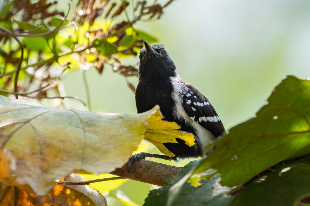 Northern White-fringed Antwren - ML614803121