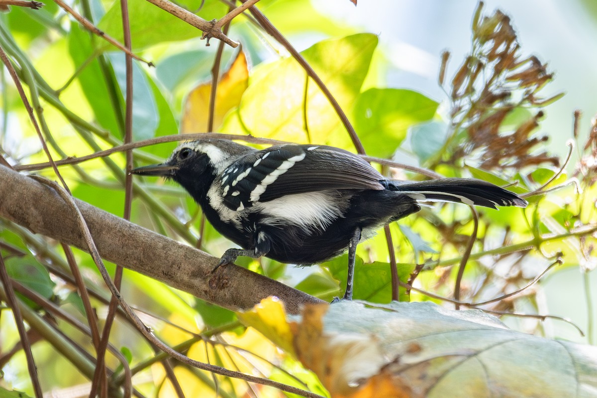 Northern White-fringed Antwren - ML614803122