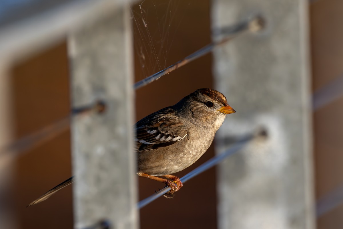 White-crowned Sparrow - Chris Kennelly