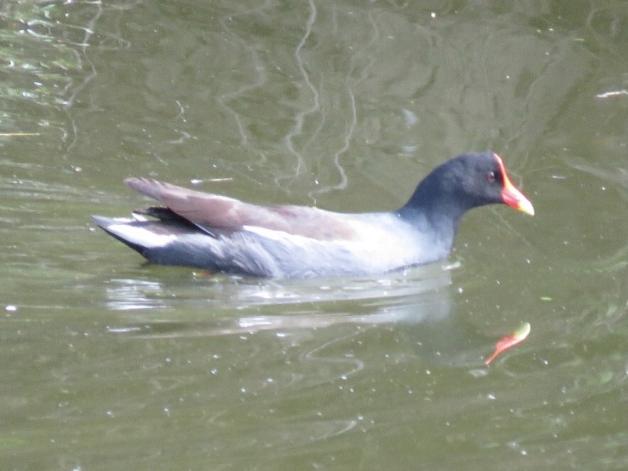 Gallinule d'Amérique - ML614803210