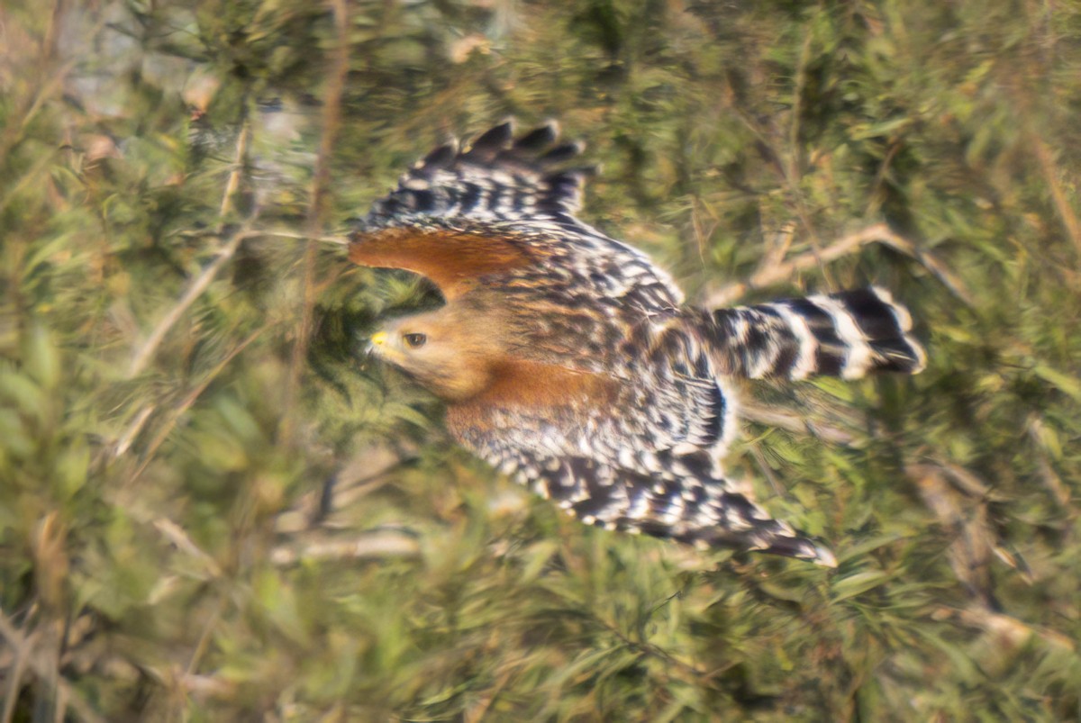 Red-shouldered Hawk - ML614803221