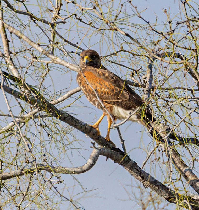 Harris's Hawk - ML614803225