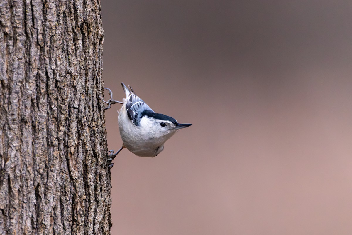 White-breasted Nuthatch - ML614803226