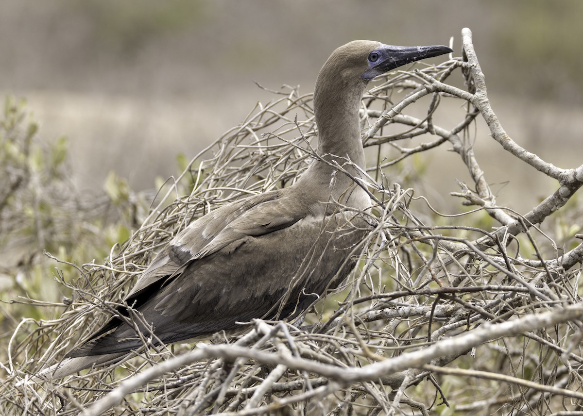 Red-footed Booby - ML614803227
