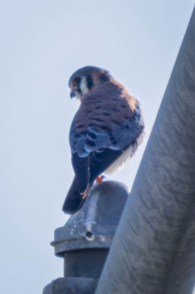 American Kestrel - ML614803231