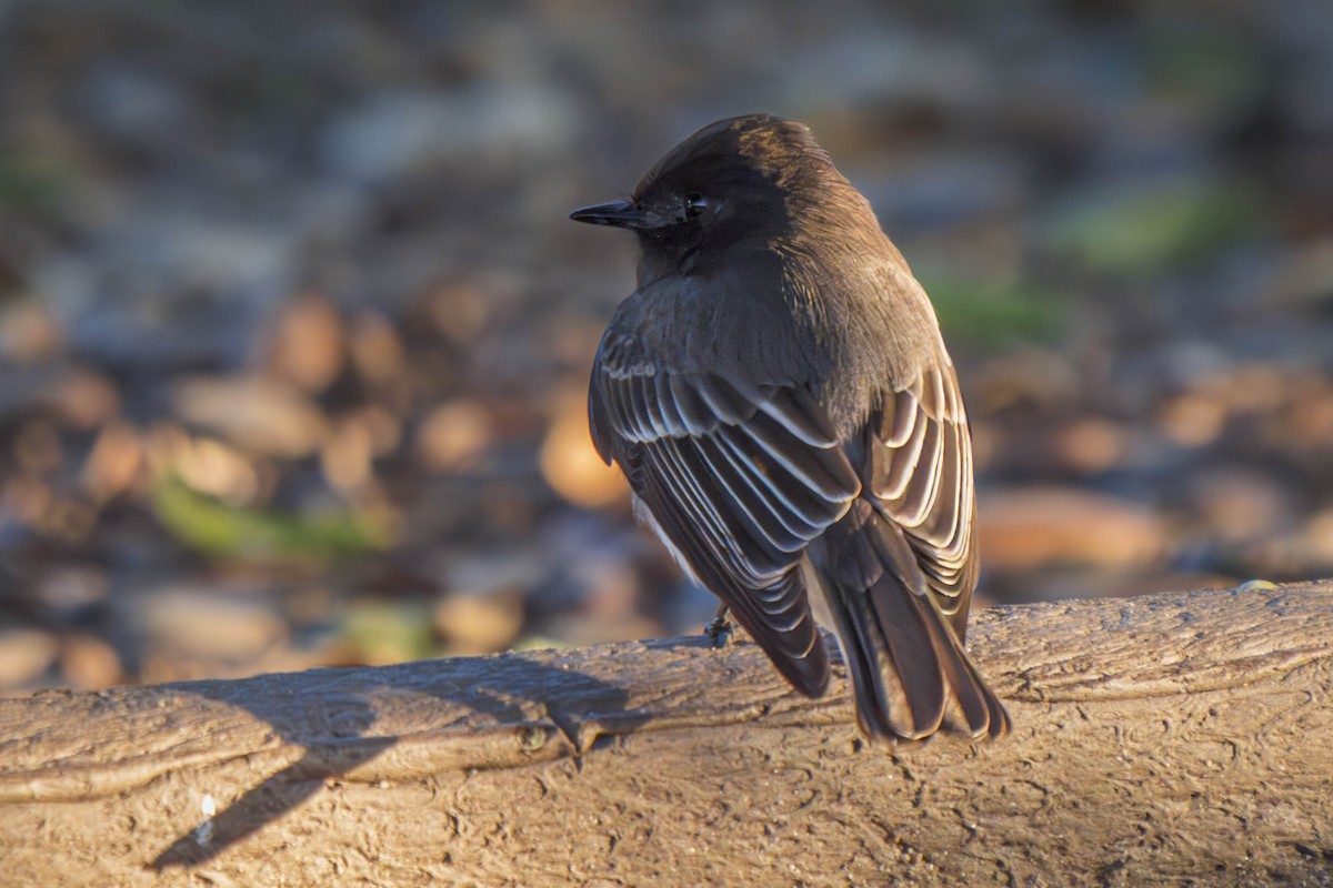 Black Phoebe - ML614803234