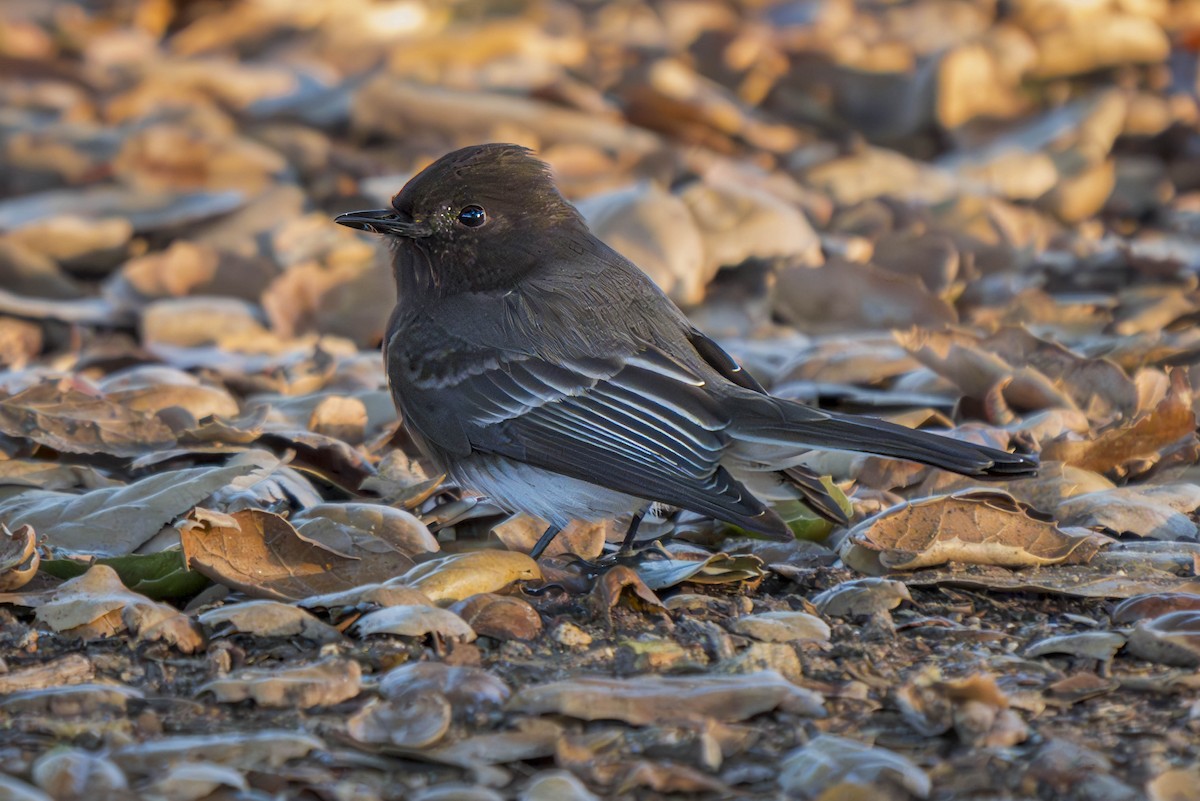 Black Phoebe - ML614803235