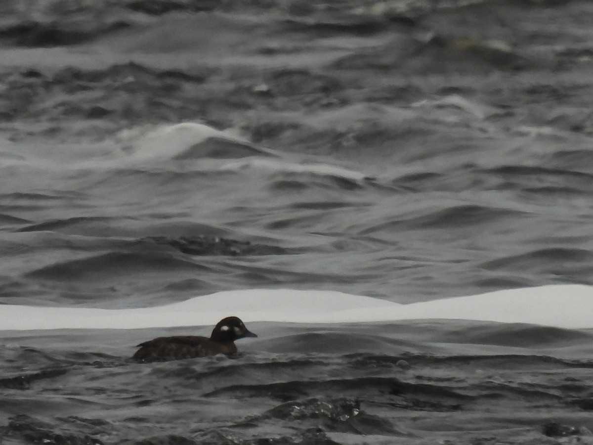 Harlequin Duck - ML614803239