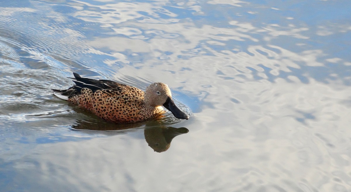 Red Shoveler - Nate Shipley