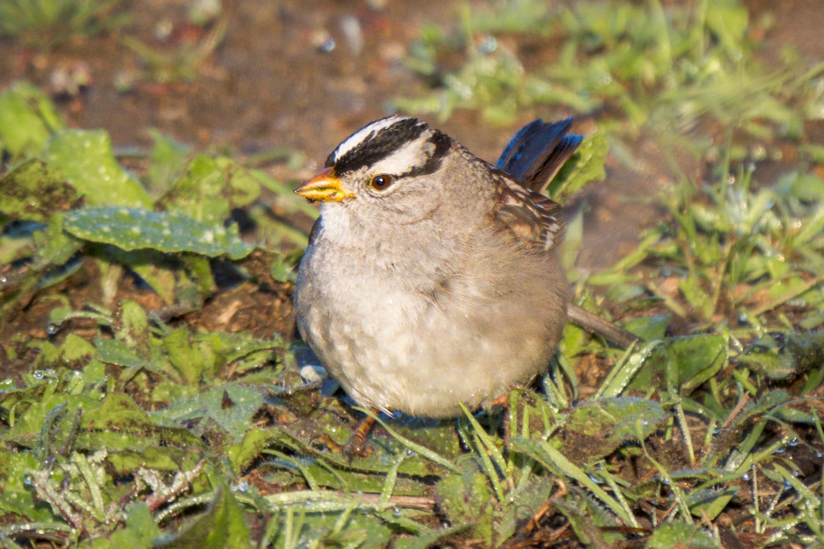 White-crowned Sparrow - ML614803271