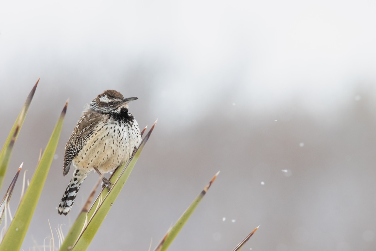 Cactus Wren - ML614803278