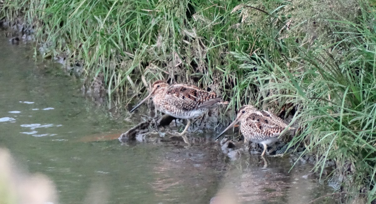 Magellanic Snipe - Nate Shipley