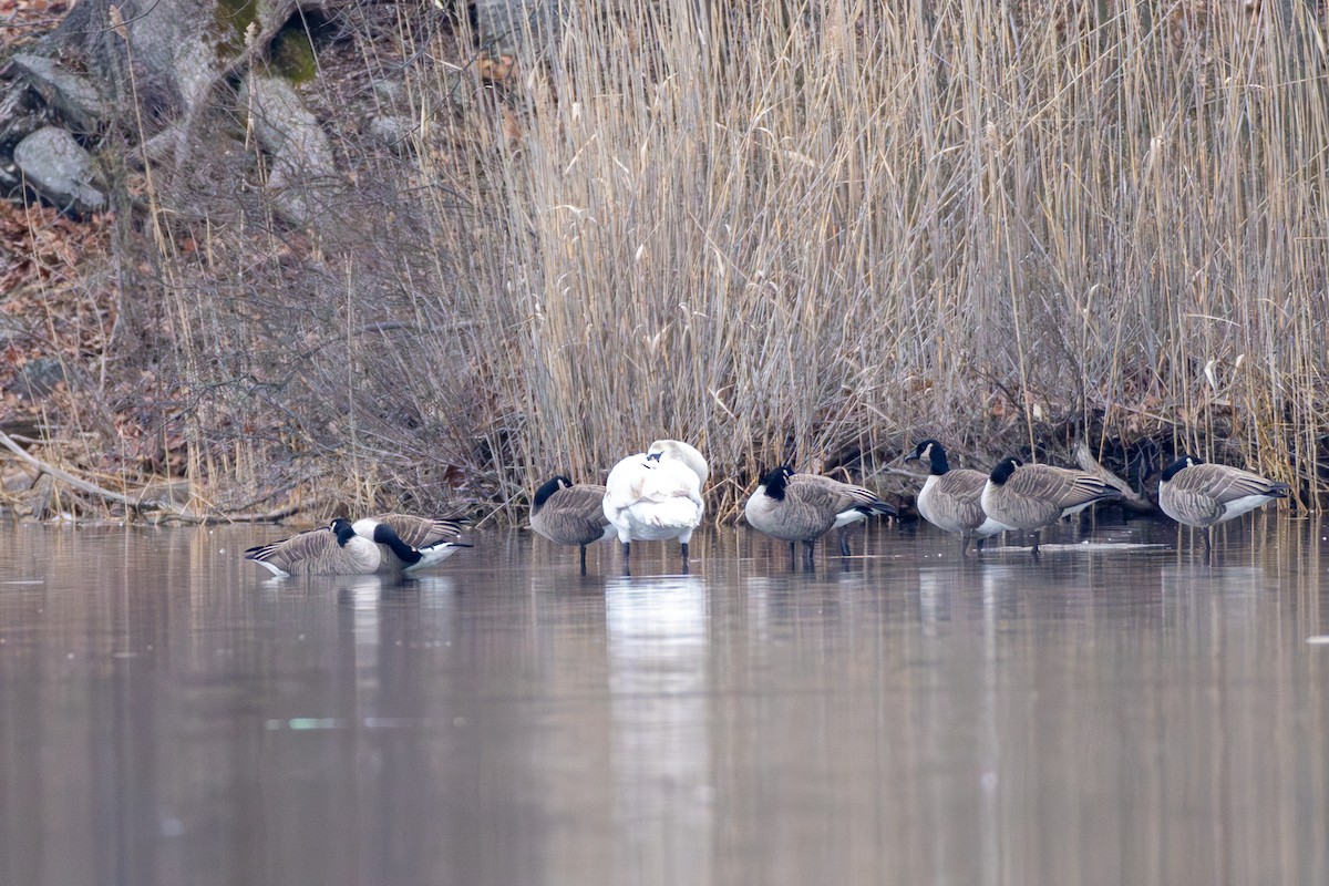 Cygne tuberculé - ML614803295