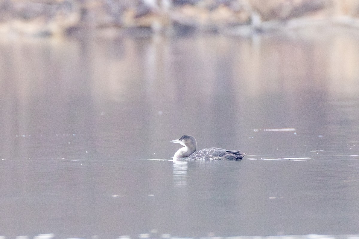 Common Loon - ML614803319