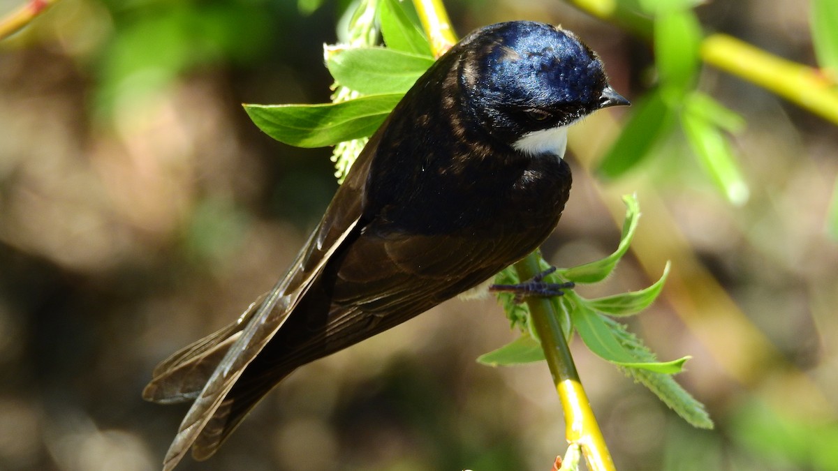 Chilean Swallow - ML614803321