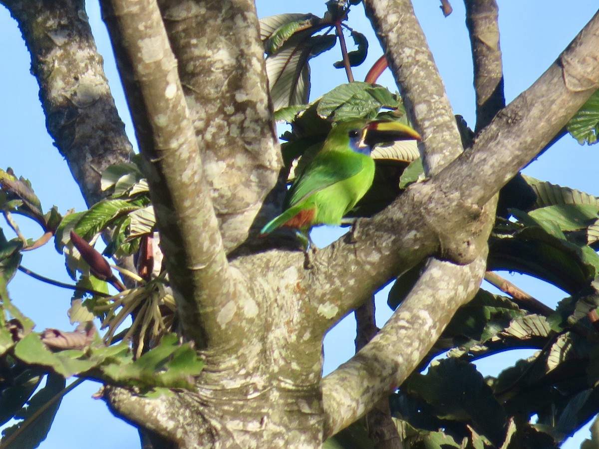 Northern Emerald-Toucanet - Christine Cote