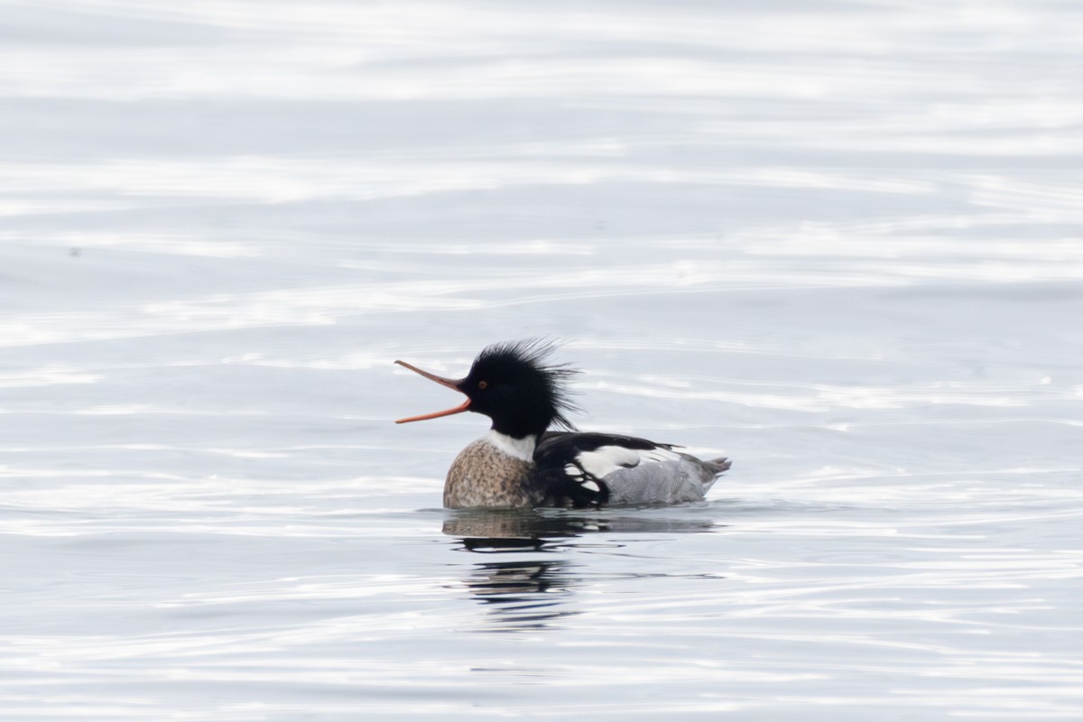 Red-breasted Merganser - ML614803391