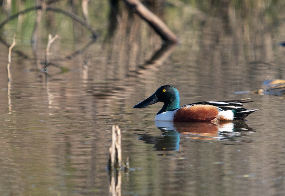 Canard souchet - ML614803439