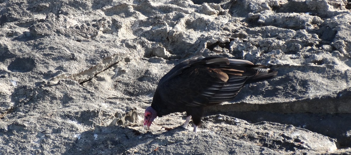 Turkey Vulture (South Temperate) - ML614803496