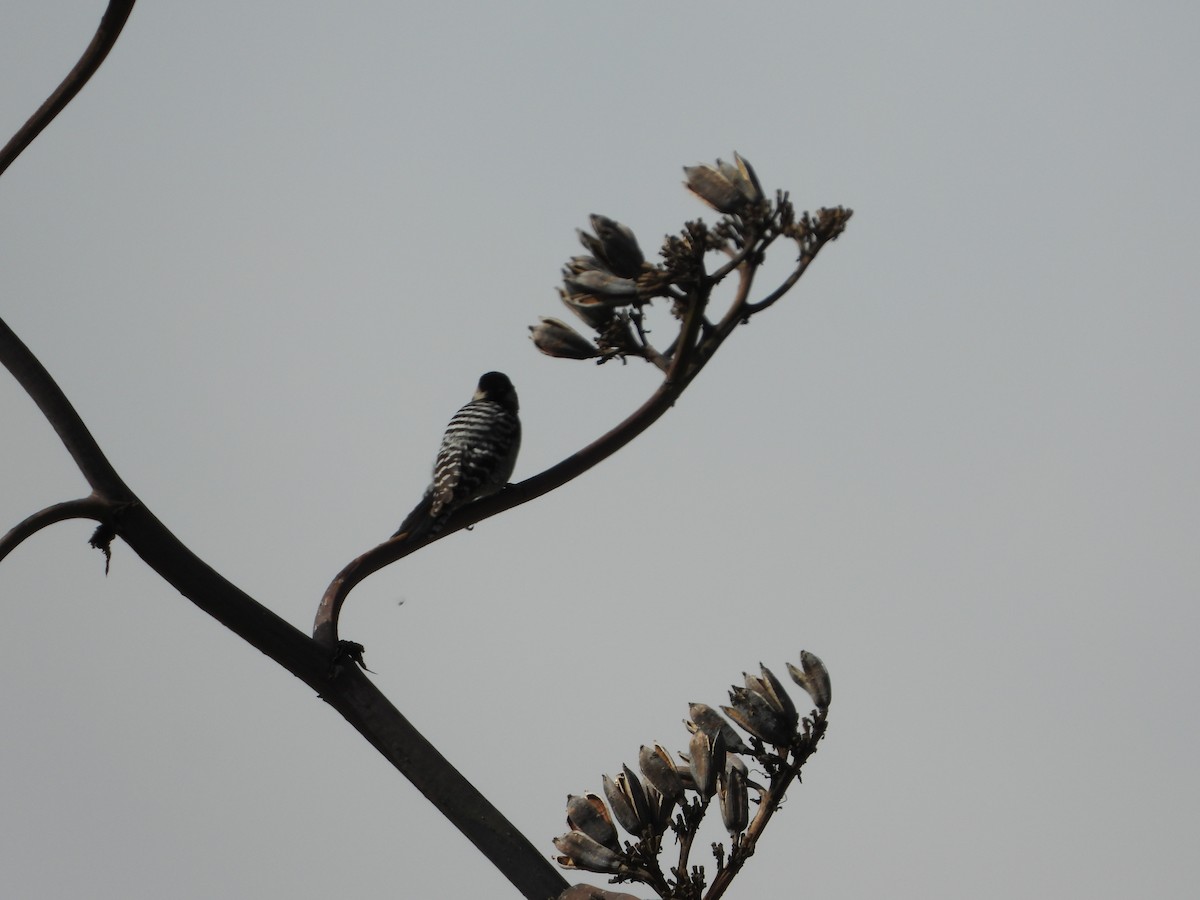 Ladder-backed Woodpecker - Manuel Alejandro Rodriguez Martinez