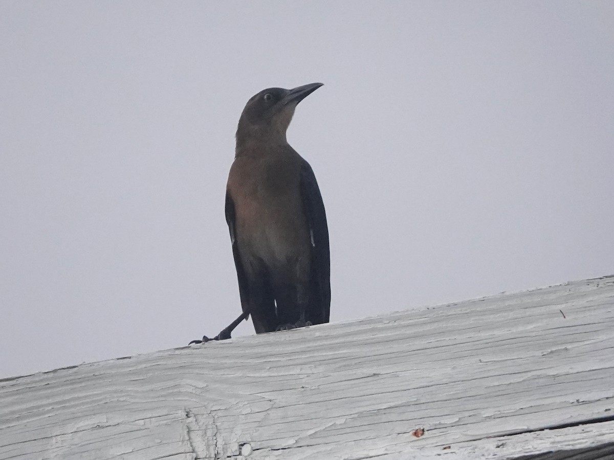 Greater Antillean Grackle - ML614803564