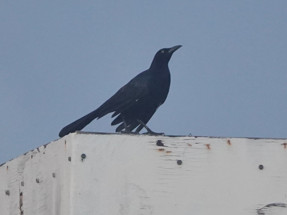 Greater Antillean Grackle - ML614803565