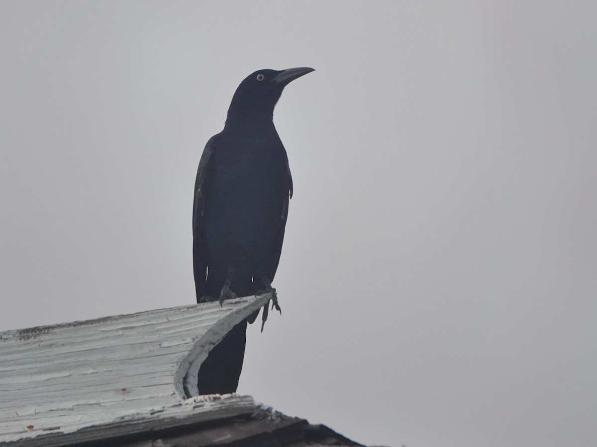 Greater Antillean Grackle - ML614803566