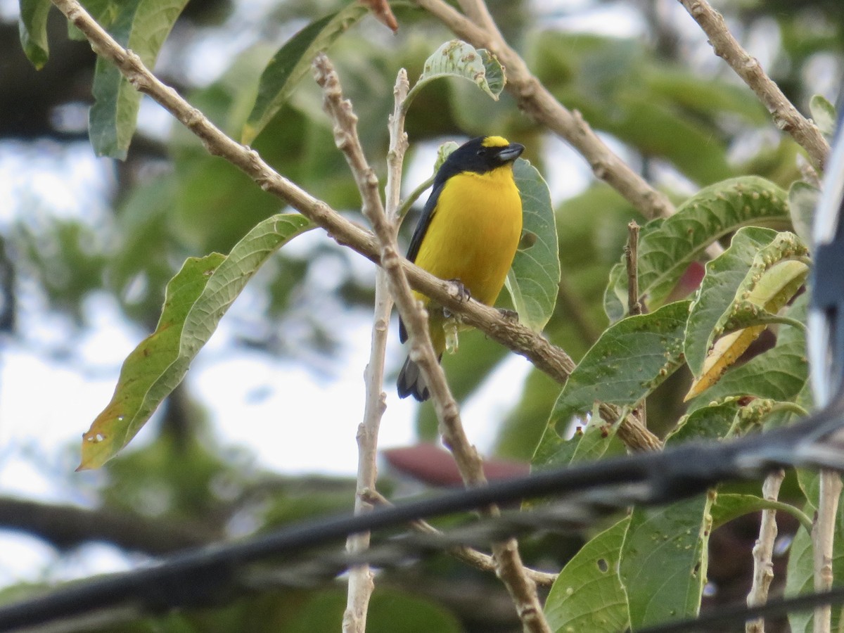 Yellow-throated Euphonia - Christine Cote