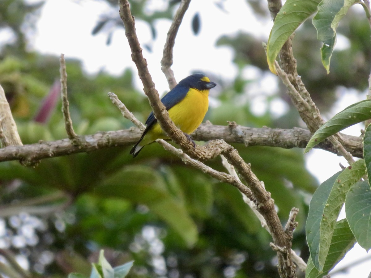 Yellow-throated Euphonia - ML614803568