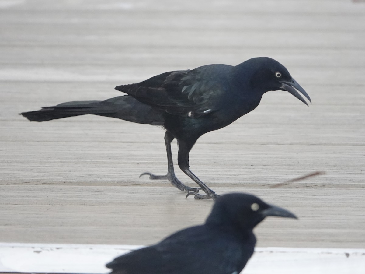 Greater Antillean Grackle - ML614803590