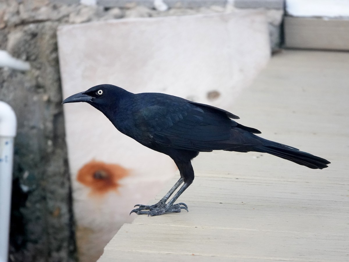 Greater Antillean Grackle - ML614803591