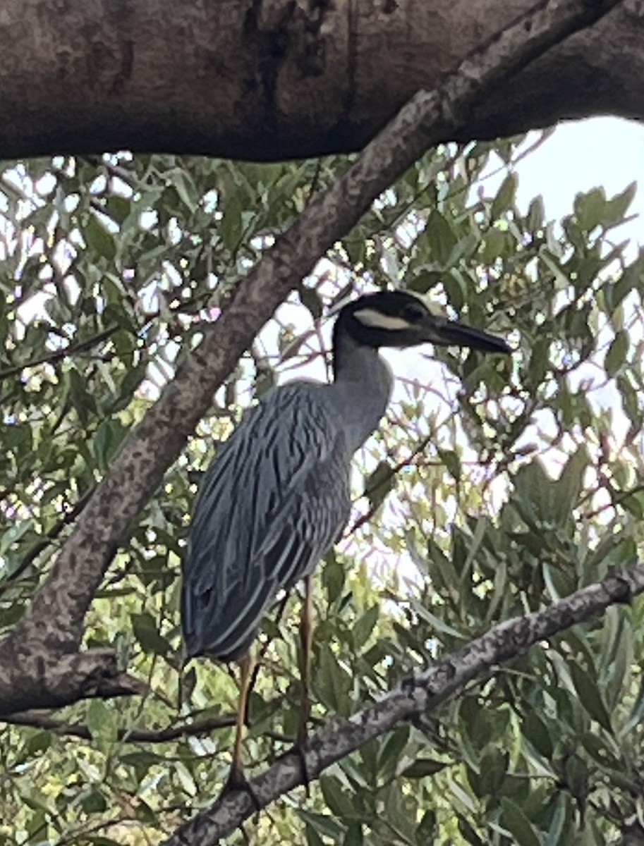 Yellow-crowned Night Heron - ML614803650