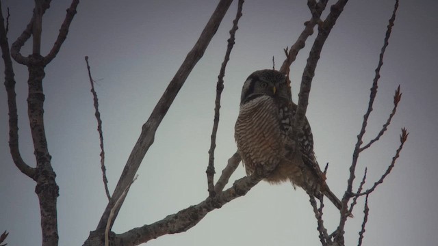 Northern Hawk Owl - ML614803709