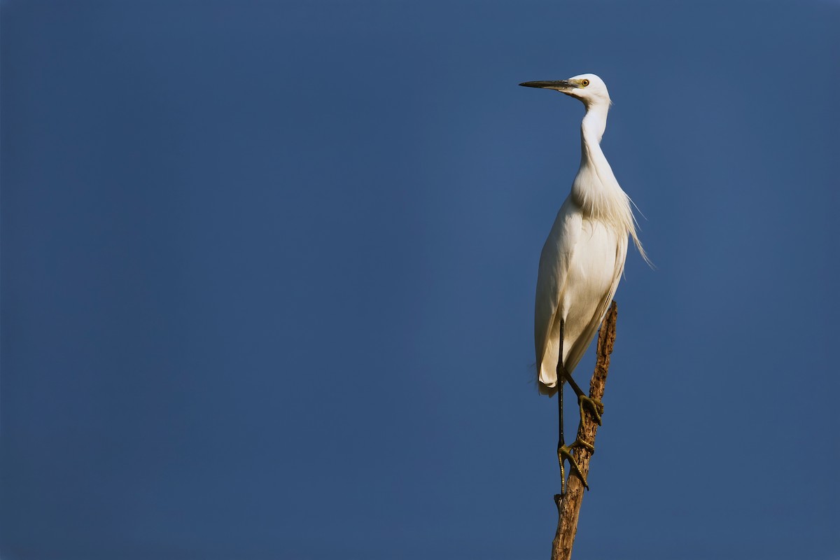 Little Egret (Western) - ML614803711