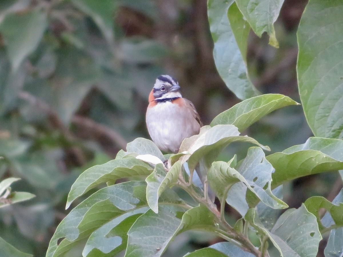 Rufous-collared Sparrow - Christine Cote