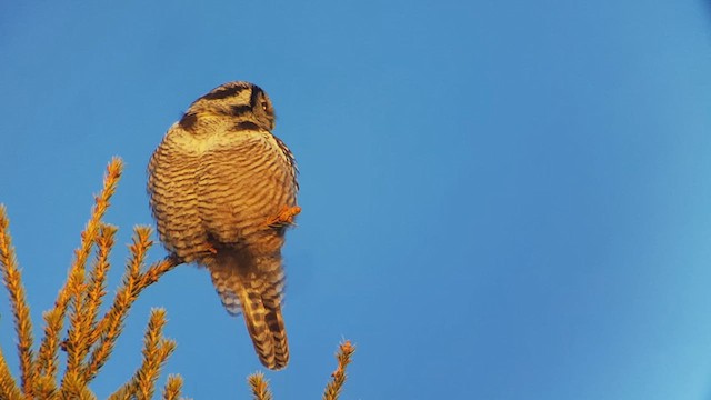 Northern Hawk Owl - ML614803764