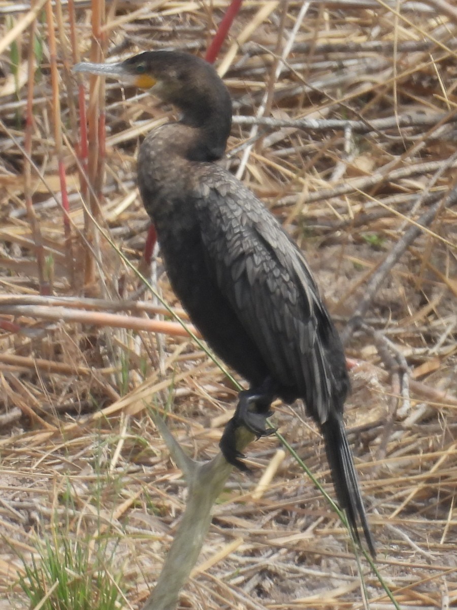 Cormoran à aigrettes - ML614803771