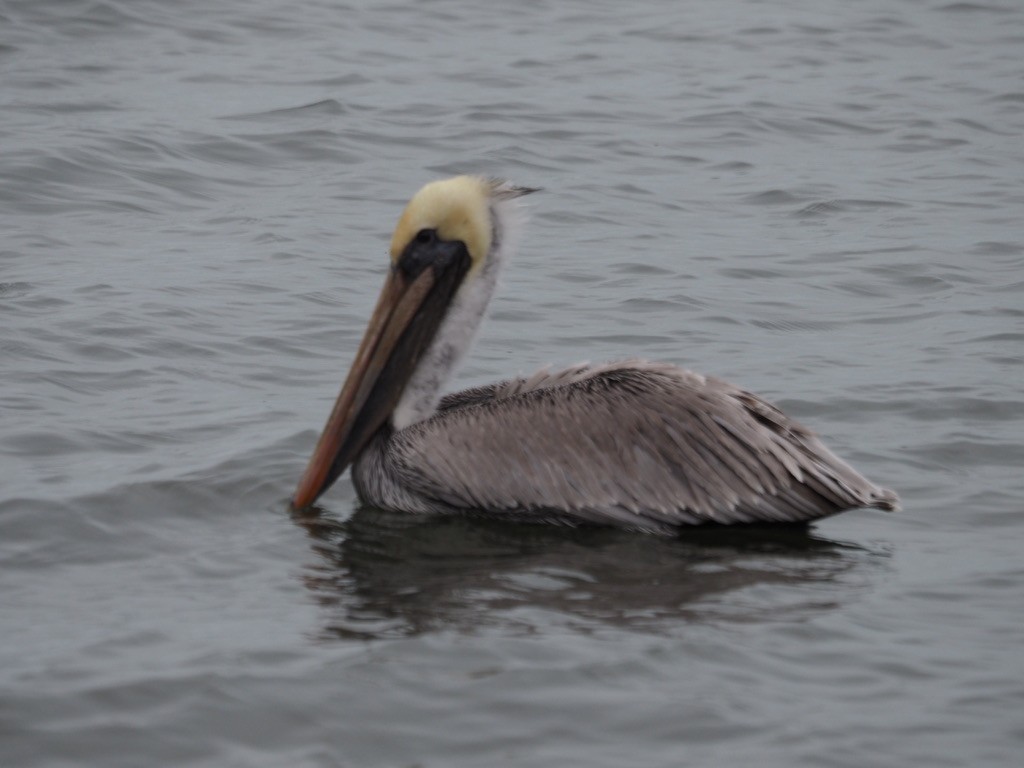 Brown Pelican - ML614803774