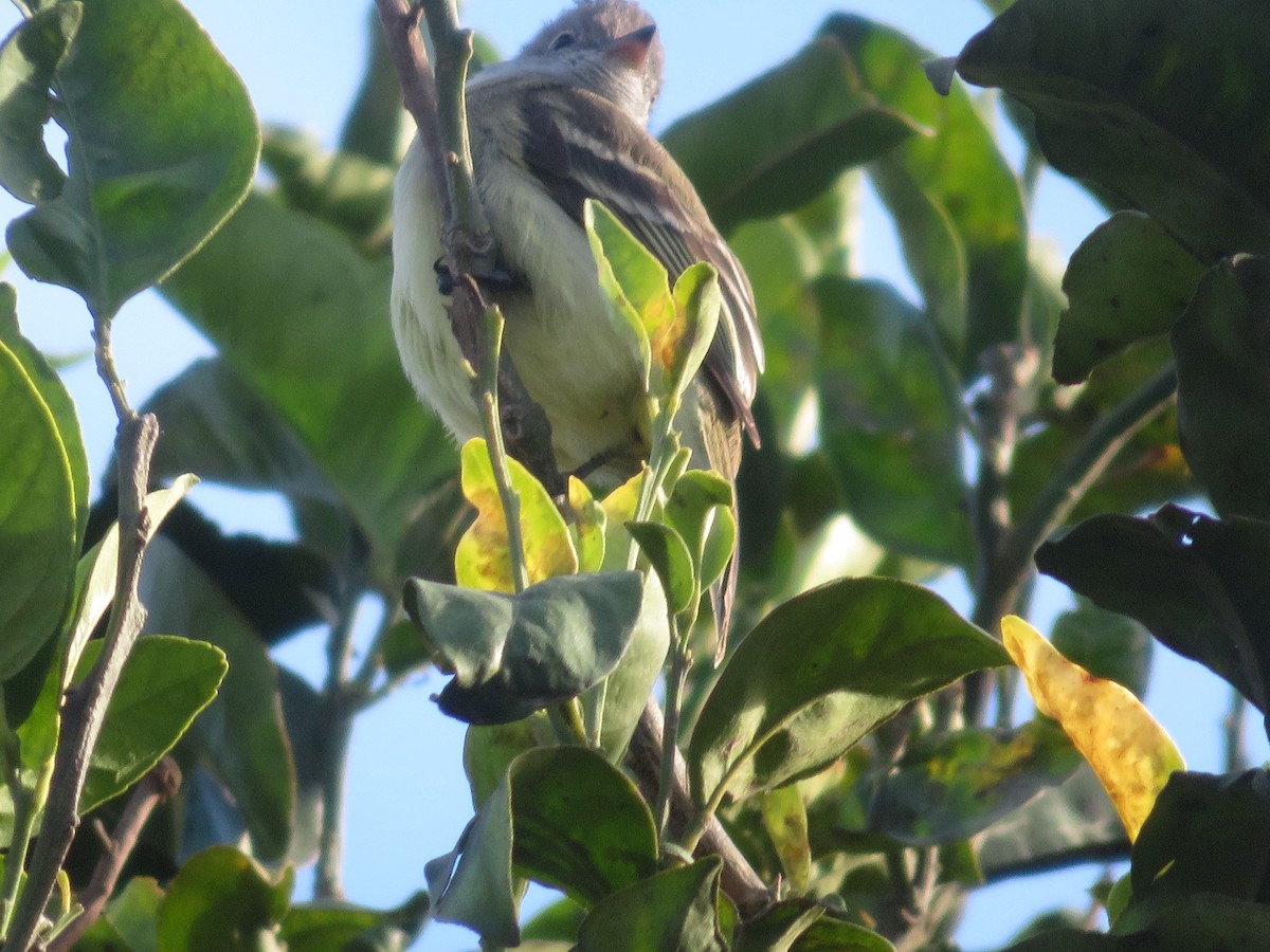 Yellow-bellied Elaenia - Christine Cote