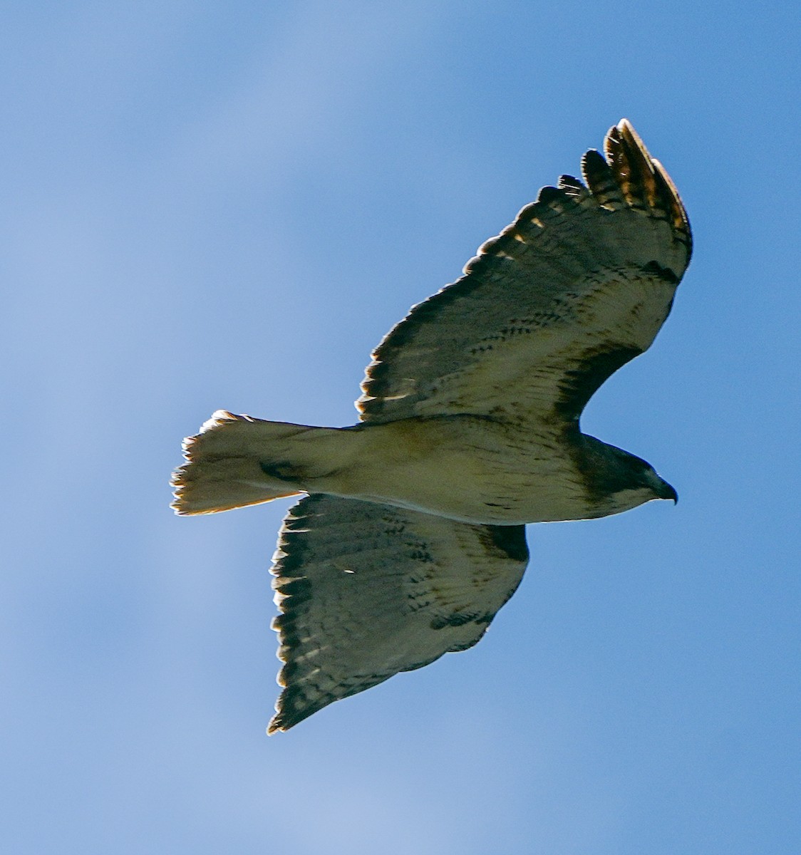 Red-tailed Hawk - Anonymous