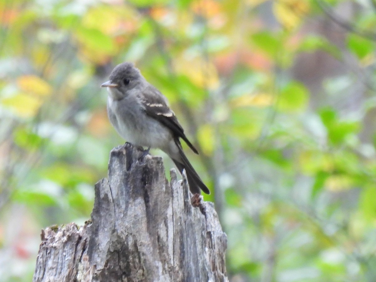 Eastern Wood-Pewee - ML614803806