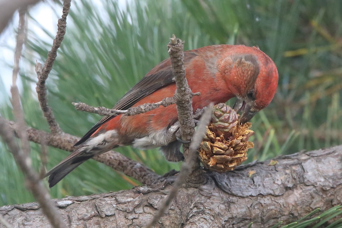 Red Crossbill - ML614803810