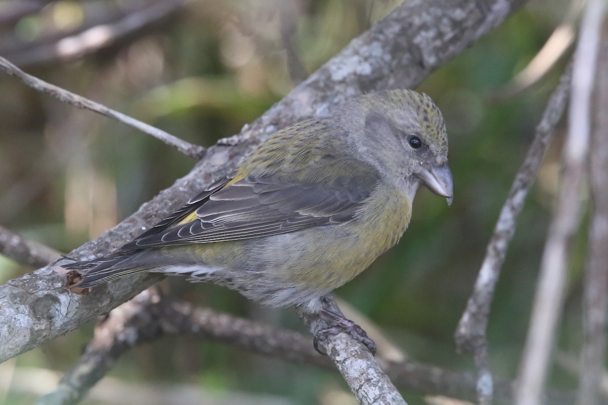 Red Crossbill - ML614803812