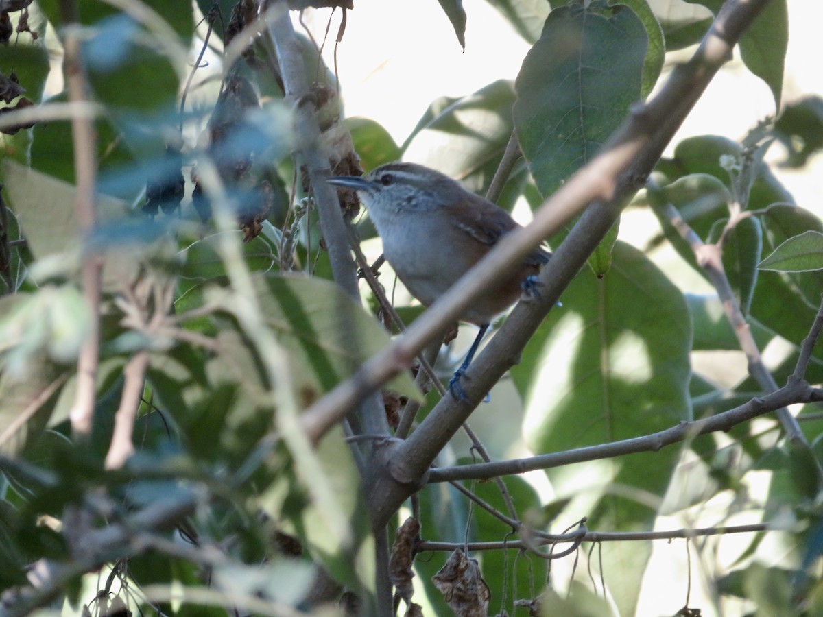 Cabanis's Wren - ML614803881