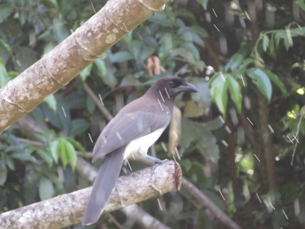 Brown Jay - ML614803906