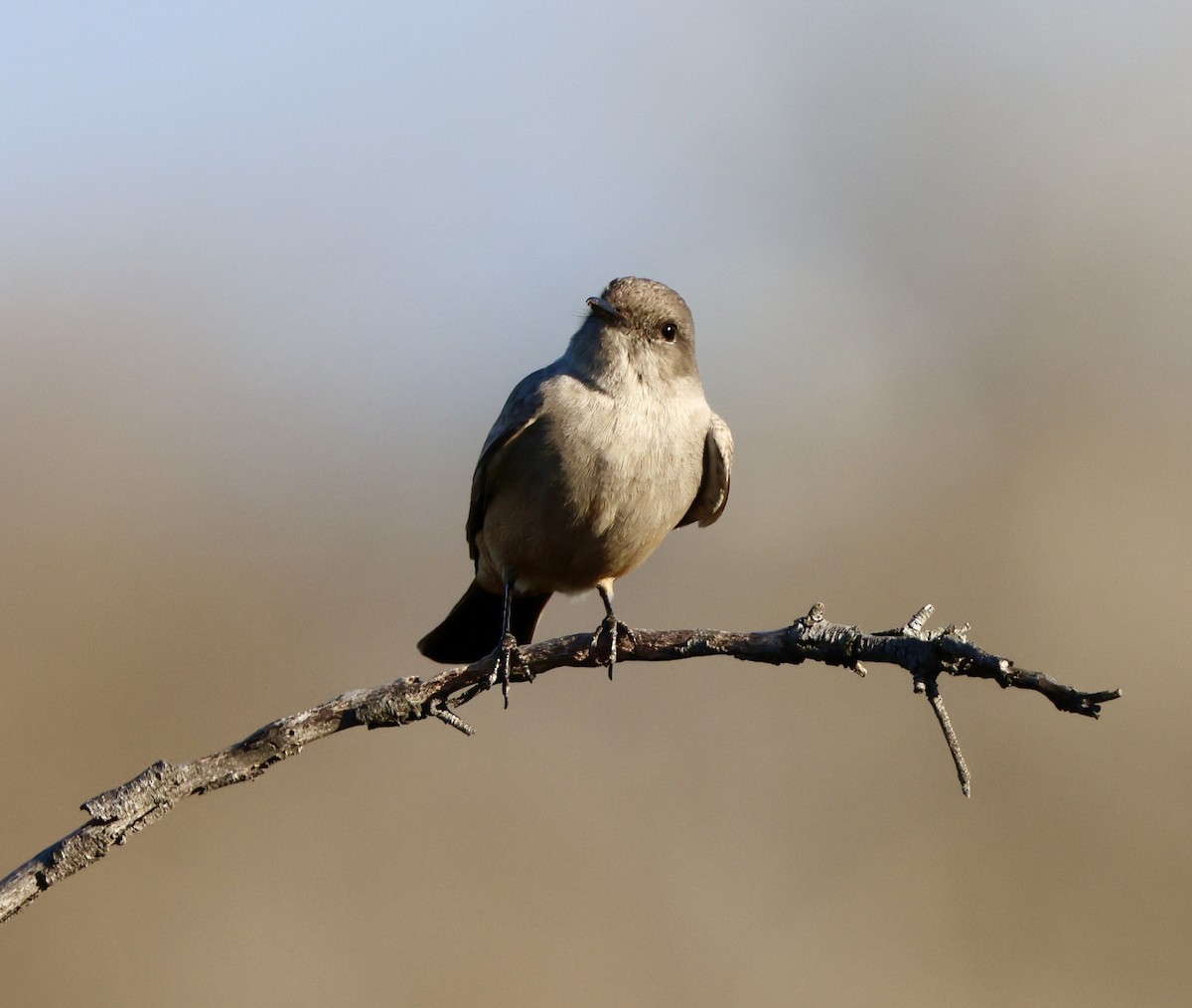 Say's Phoebe - Carolyn Thiele